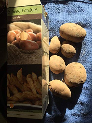 Vegherb 6 Kennebec Seed Potatoes Approved GM Free Baking & French Fry White Potato von Ketsicart