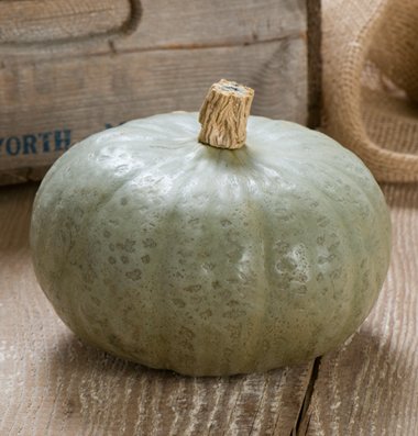 Winter sweet winter pumpkin 15 seeds von Ketsicart