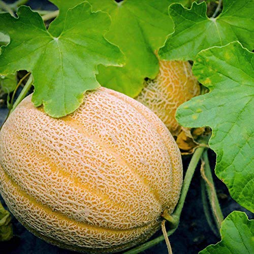 ZECHONDRA Fresh 50 Stück Orange Cantaloupe Melonen Fruchtsamen von Ketsicart