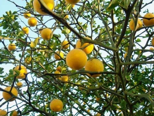 ZECHONDRA Neue frische 100 Stück Gelb-Orange-Fruchtsamen von Ketsicart