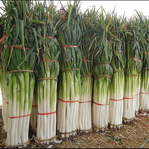 ketsicart Fresh 100pcs Welsh Onion Gemüsesamen zum Pflanzen von Weiß von Ketsicart