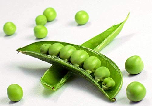 ketsicart Hirts: Seed; Vegetable Sugar Snap Peas - Bulk Seeds - 10Lb. 15, 000 Seeds von Ketsicart