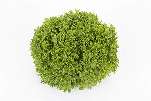 ketsicart Vegetables Bio Lettuce Salanova Expertise Rz (79-27) 20 Seeds Pill: Only seeds von Ketsicart