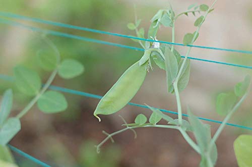 seedsown Plentree Peas - Sugar Snap - Heirloom - Bio - Nicht ohne Gentechnik 30Seed von Ketsicart