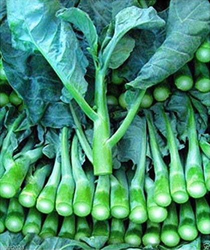 vegherb 1000X Chinese Kale Kailaan Chinese Broccoli GAI LAN Pak Choy Seeds von Ketsicart