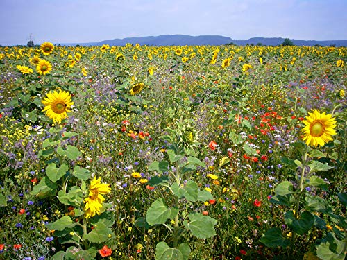 Blühende Landschaft, 1 kg von Kiepenkerl