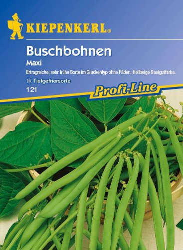 Buschbohnen, 'Maxi' von Kiepenkerl