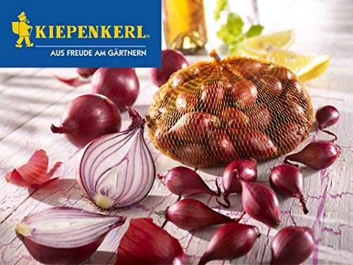 Kiepenkerl 611207 Steckzwiebel Rote Piroska (250 g) (Steckzwiebeln) von Kiepenkerl