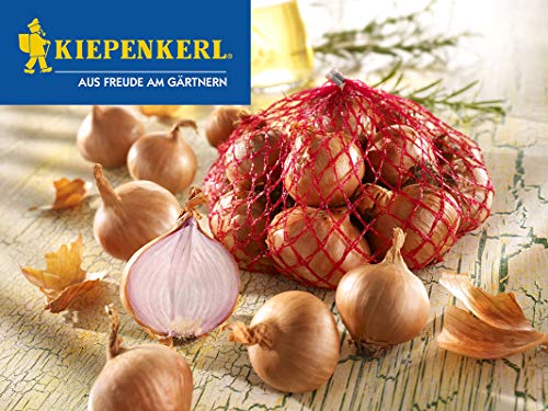 Kiepenkerl 611351 Rote Schalotte Sante (500 g) (Steckzwiebeln) von Kiepenkerl