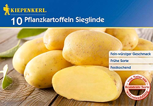 Kiepenkerl 612617 Kartoffel Sieglinde (10 Stück) (Pflanzkartoffeln) von Kiepenkerl