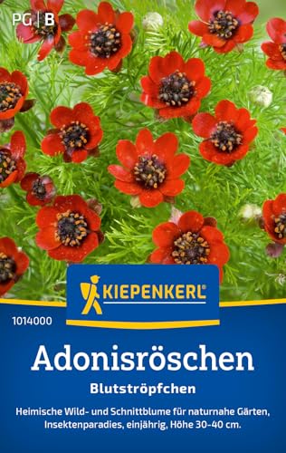 Kiepenkerl Adonisröschensamen Blutströpfchen 1014 von Kiepenkerl