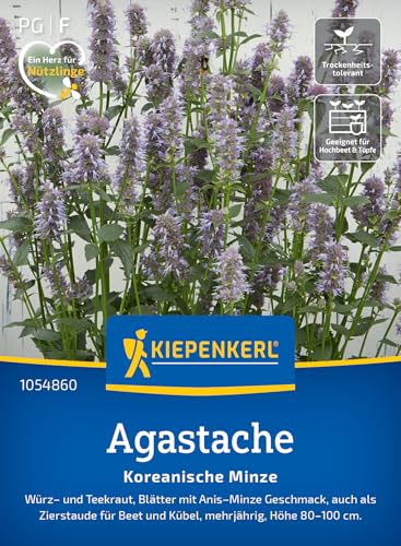 Kiepenkerl Agastache Koreanische Minze 105486 von Kiepenkerl