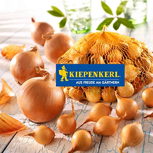 Kiepenkerl Blumenzwiebel Steckzwiebeln 'Stuttgarter Riesen' | kräftiges Aroma | 250 g Beutel von Kiepenkerl