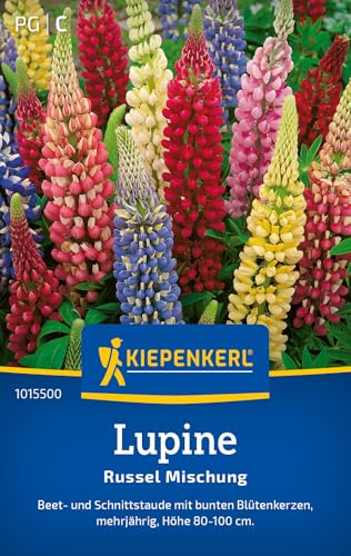 Kiepenkerl Lupinensamen Russel Mischung 10155 von Kiepenkerl