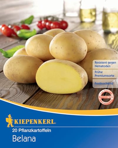 Kiepenkerl Pflanzkartoffel Belana, 20 Stück 610002 von Kiepenkerl