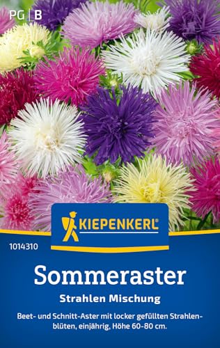 Kiepenkerl Sommerastersamen Strahlen Mischung 101431 von Kiepenkerl