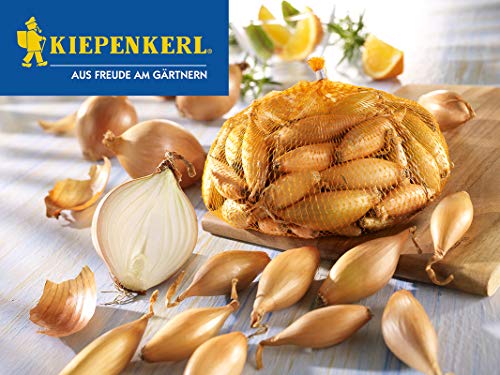 Kiepenkerl Steckzwiebel Birnenförmige, 250 g von Kiepenkerl