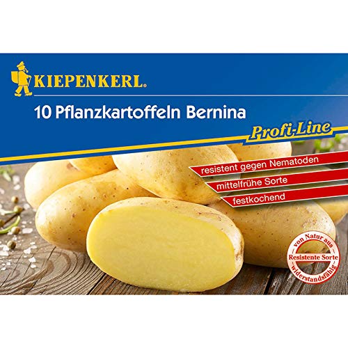 Pflanzkartoffel "Bernina" mittelfrüh, 10 Stück = ca. 850 g von Kiepenkerl