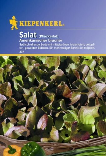 Salat Pflücksalat Amerikanischer brauner von Kiepenkerl