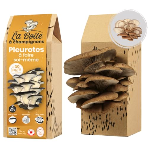 LA BOITE A CHAMPIGNONS - Grauer Austernpilz Zuchtset - Kit DIY - Für 2 Personen von La Boîte à Champignons