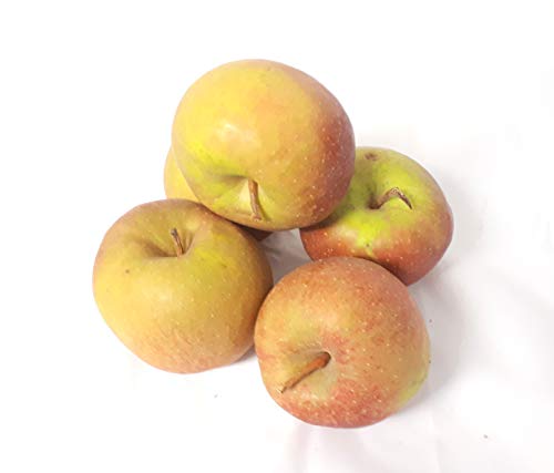 Äpfel Boskoop Boskop vom Bodensee säuerlicher Apfel 1-10 KG (10) von Lamera