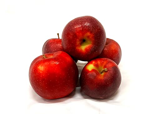 Äpfel Red Jonaprince Jonagold Price Red Prince aus Deutschland/Bodensee saftig süß-säuerlicher Tafelapfel 1 KG von Lamera