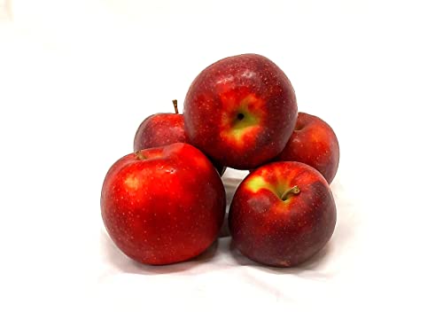 Äpfel Red Jonaprince Jonagold Price Red Prince aus Deutschland/Bodensee saftig süß-säuerlicher Tafelapfel 10 KG von Lamera