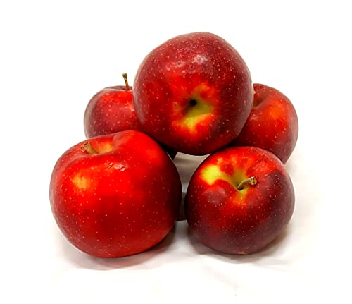 Äpfel Red Jonaprince Jonagold Price Red Prince aus Deutschland/Bodensee saftig süß-säuerlicher Tafelapfel 2 KG von Lamera