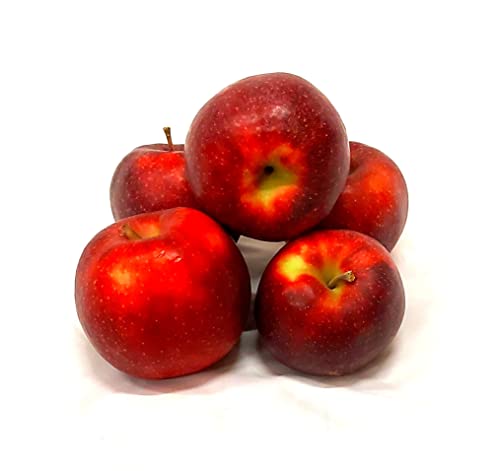 Äpfel Red Jonaprince Jonagold Price Red Prince aus Deutschland/Bodensee saftig süß-säuerlicher Tafelapfel 5KG von Lamera