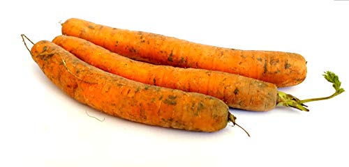 Frische Karotten Speisekarotten gelbe Rüben naturbelassen 1- 10 KG (2) von Lamera