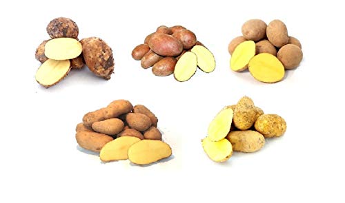 Frische Kartoffeln Kartoffelmix Probierpaket verschiedene Kartoffelsorten mehlig, vorwiegend festkochend, festkochend 5 KG von Lamera