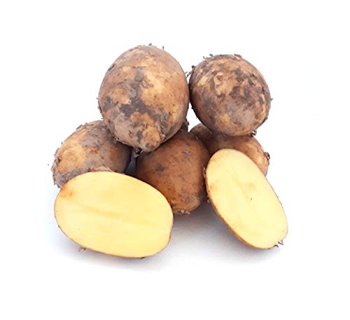 Kartoffeln Finka vorwiegend Festkochende deutsche Kartoffel, frische Ernte 2024, geeignet für Bratkartoffeln, Gratin, Kartoffelsalat, Ofenkartoffeln, Pellkartoffeln, Salzkartoffeln (1) von Lamera
