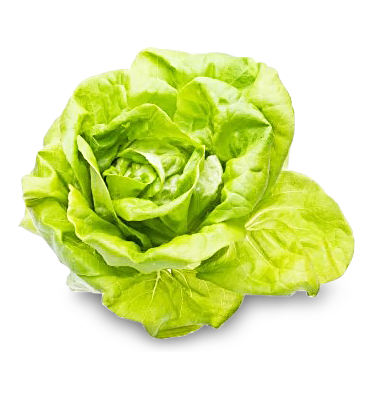 Kopfsalat von Thekla Göpel GmbH