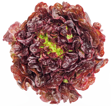 Salat Eichblatt von Weißenberger GbR