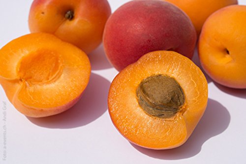 Aprikosen gelb frisch, große Früchte 1 kg Packung von Lieferfrucht