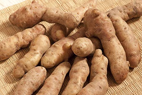 Bamberger Hörnchen Kartoffeln im 3 kg Beutel von Lieferfrucht