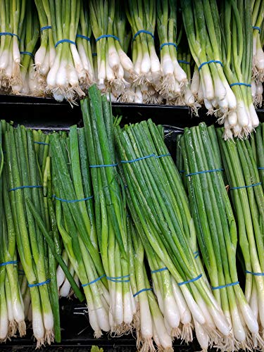 Frühlingszwiebeln frisch je Bund Verkauf von Lieferfrucht