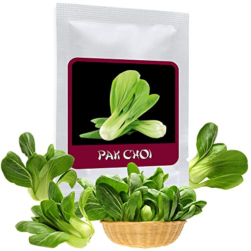 Asia Salat Pak Choi 100 Samen (Brassica rapa) - das perfekte Gemüse für die Asiatische Küche von Magic of Nature