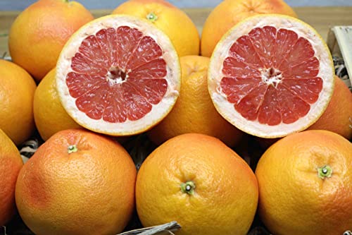 Grapefruit rotfleischig,leicht Süßlich, frische Kiste 15 Kg von Maroni