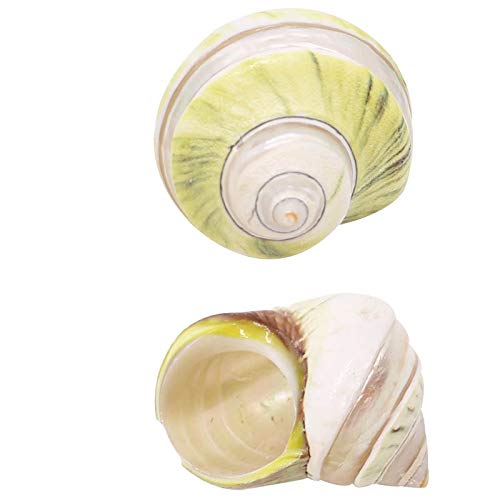 NINHFTDROU Muschel Dekoration Einsiedlerkrebs Muscheln Wachstum Muschel Große Conch Schnecke 2 PCS, natürliche Dekor Fisch Tank Dekoration Handwerk von NINHFTDROU