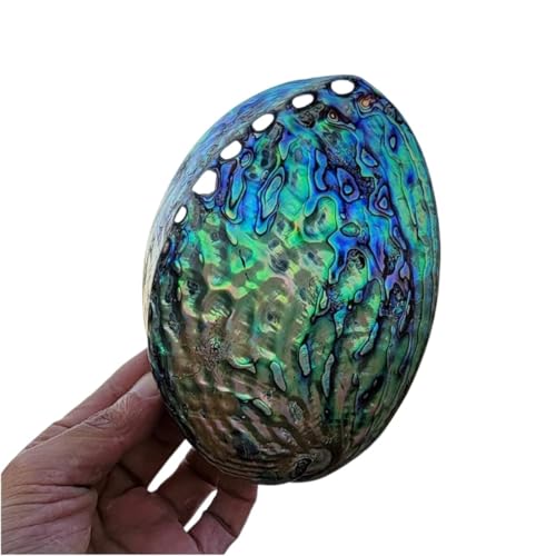 NINHFTDROU Muschel Dekoration Große natürliche Abalone-Muscheln, einseitig polierte Abalone-Muschel, Strandhandwerk, perfekt als Dekoration for Strand-Mottopartys (1 Stück)(14cm) von NINHFTDROU