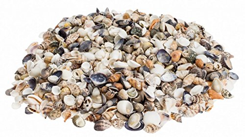 NaDeco Muschelmix "Small", Gewicht ca. 0,5kg | Bastelmuscheln | kleine Dekomuscheln im Mix zum Basteln & Dekorieren | maritime Tischdekoration | maritime Dekoration | Muscheln und Schnecken von NaDeco