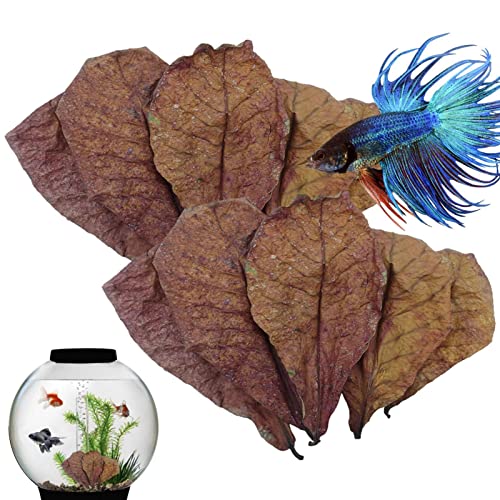 Betta-Garnelenblätter – natürliche Blätter für Garnelenbecken, Mandelblätter für Betta-Fische, PH-Balance-Wasseraufbereiter für Aquarien, Schildkrötenbecken, Fischbecken für Schildkröten, Garnelen, We von Nuyhadds