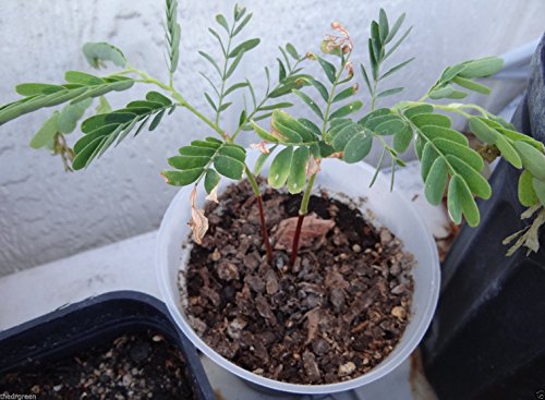 PLAT FIRM GERMINATIONSAMEN: 15 Mexican Tamarind Samen, Tamarindus indica, Agua De Tamarindo, Bean Pod Obst von PLAT FIRM