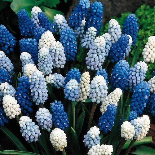 PLAT FIRM GERMINATIONSAMEN: 24 Magic Carpet Mischung Muscari Zwiebeln - SchÃƒ¶ne Blooming Traubenhyazinthe von PLAT FIRM