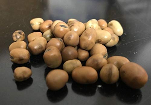 PLAT FIRM GERMINATIONSAMEN: 4 Unzen - 100 Samen: Fava Bohnen-Samen (Vicia faba) - Bio von PLAT FIRM