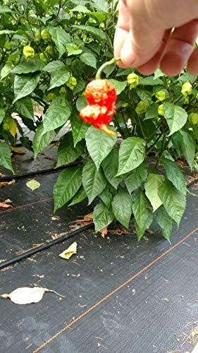 PLAT FIRM GERMINATIONSAMEN: 40 + BIO Carolina Reaper SEEDS 2017 CROP-WeltheiÃŸeste PAPRIKAS von PLAT FIRM