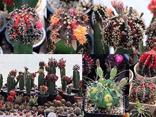 PLAT FIRM GERMINATIONSAMEN: 40 SAMEN Gymnocalycium Variegata MIX von PLAT FIRM