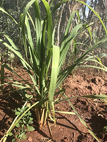 PLAT FIRM GERMINATIONSAMEN: Zitronengras 3 verwurzelten Pflanzen für $ 10 von PLAT FIRM