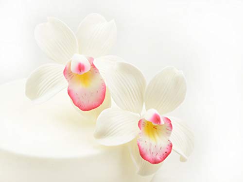 Feinzucker Blüten Cymbidium Orchid 2er von Pati-Versand